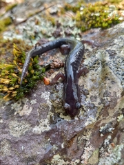 Plethodon montanus