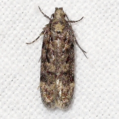 Chionodes thoraceochrella