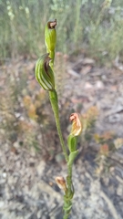 Pterostylis clivosa