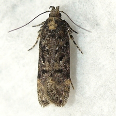 Chionodes thoraceochrella