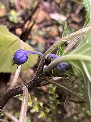 Lobelia physaloides