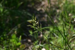 Bromus commutatus