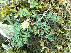 Lomatium martindalei