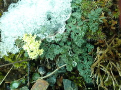 Lomatium martindalei