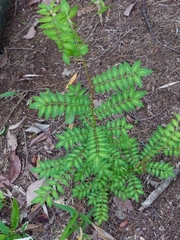 Zanthoxylum piperitum