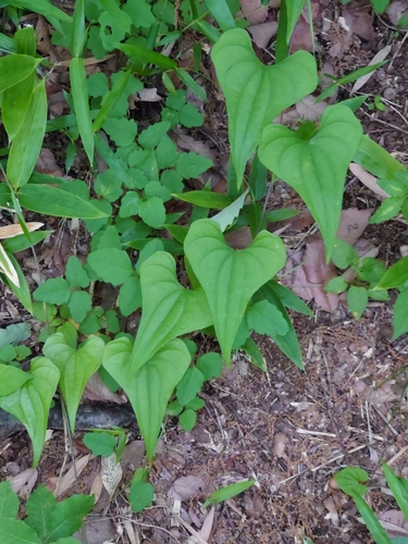 Image of Dioscorea tenuipes by (c) WATANABE Hitoshi 渡辺仁, some rights reserved (CC BY)