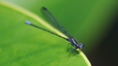 Argia frequentula
