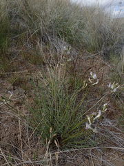 Astragalus conjunctus