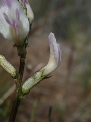 Astragalus conjunctus