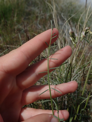 Image of Astragalus conjunctus by (c) Nolan Exe, some rights reserved (CC BY)
