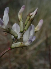 Astragalus conjunctus