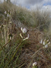 Astragalus conjunctus