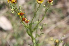 Helenium microcephalum