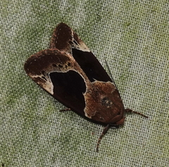 Hampsonodes mastoides