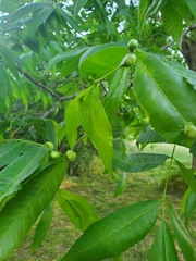 Phylloxera notabilis