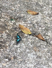 Graphium evemon eventus