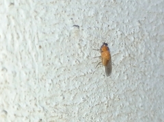 Insecta