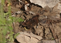 Staphylus hayhurstii