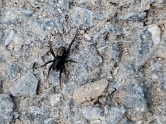 Allocosa funerea