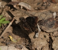 Staphylus hayhurstii