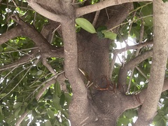 Anolis carolinensis
