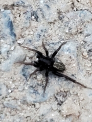 Allocosa funerea