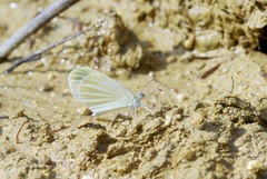 Dismorphiinae