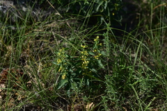 Vincetoxicum hirundinaria adriaticum