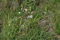 Anthericum liliago