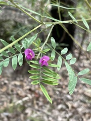 Tephrosia brachyodon