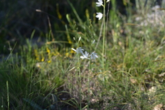 Anthericum liliago