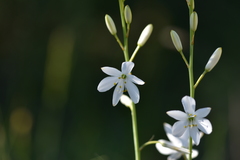 Anthericum liliago