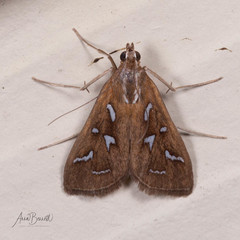 Diastictis