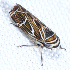 Cochlorhinus pasadenus