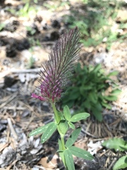 Trifolium rubens
