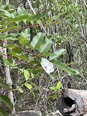 Hibiscus meraukensis