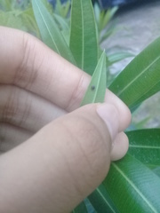 Scymnobius bilucernarius