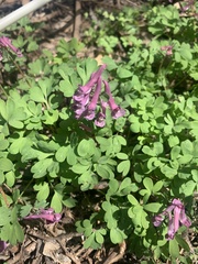 Corydalis solida