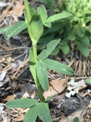 Trifolium rubens