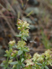 Galium serpenticum