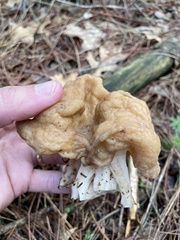 Gyromitra korfii