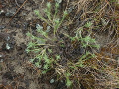 Eremogone franklinii
