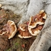 Ganoderma polychromum - Photo (c) Dani Montijo, μερικά δικαιώματα διατηρούνται (CC BY-NC), uploaded by Dani Montijo