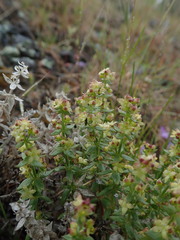 Galium serpenticum