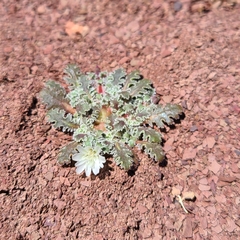 Glyptopleura marginata