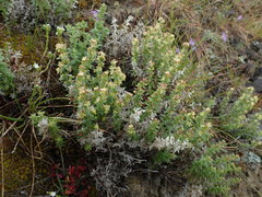 Galium serpenticum