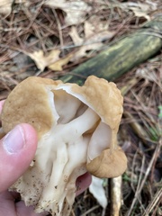 Gyromitra korfii