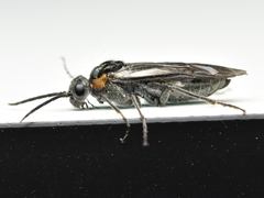 Dolerus haematodes
