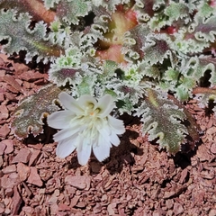 Glyptopleura marginata