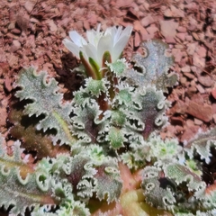 Glyptopleura marginata